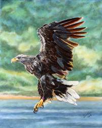 Norwegian white tail Eagle 24x30 cm oil on canvas